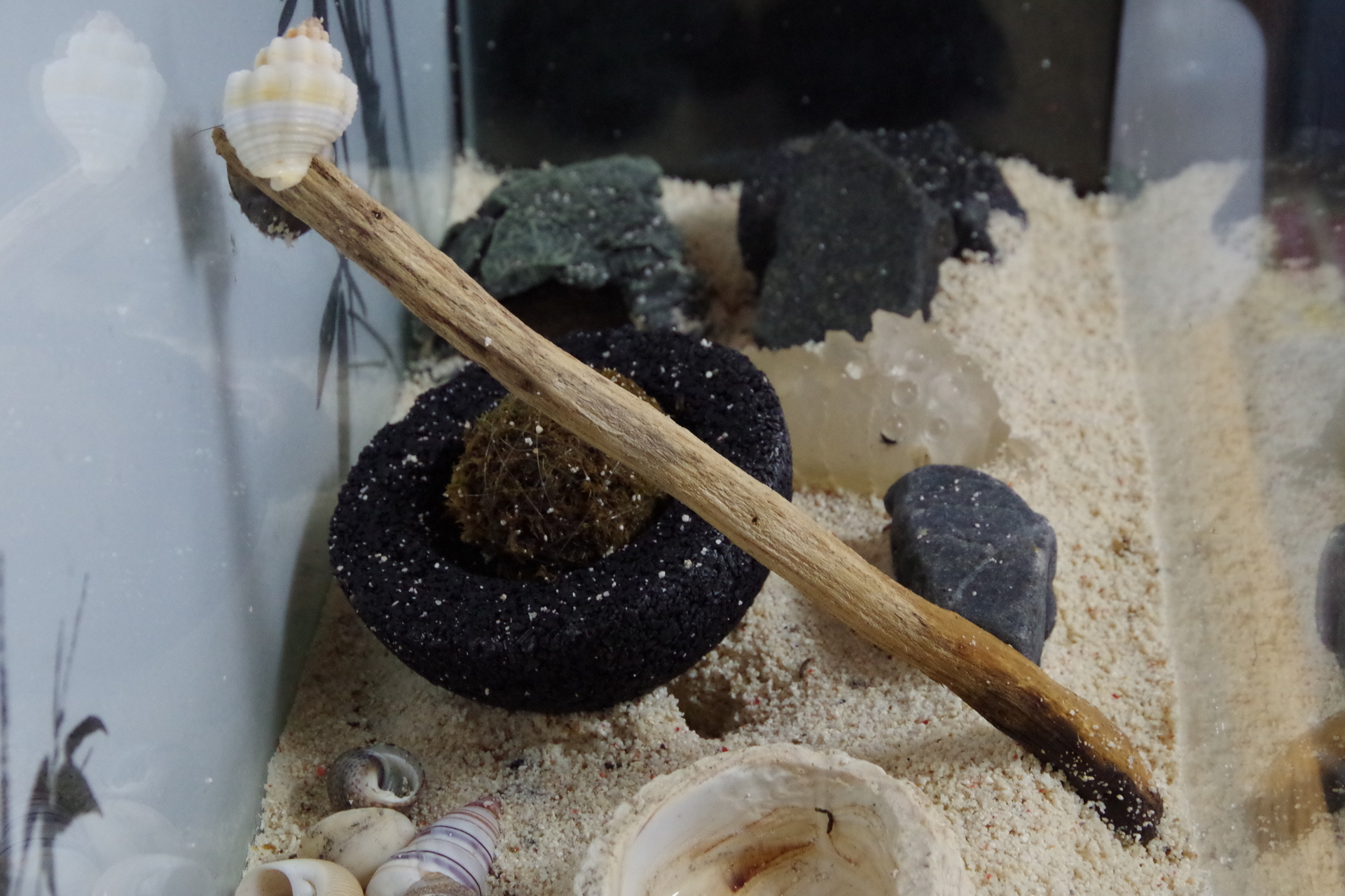 ヤドカリ 木に登る 苔星